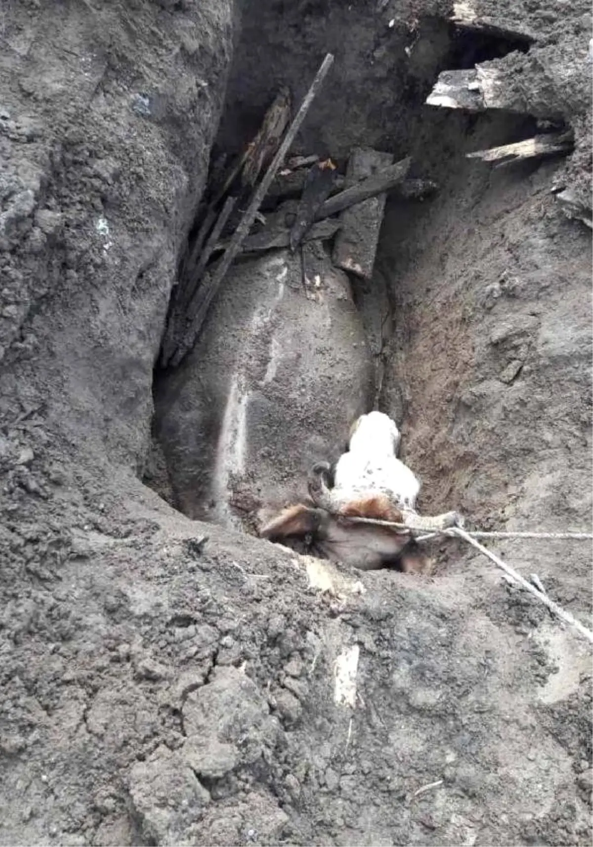 Çukura Düşen İneği, İtfaiye Kurtardı