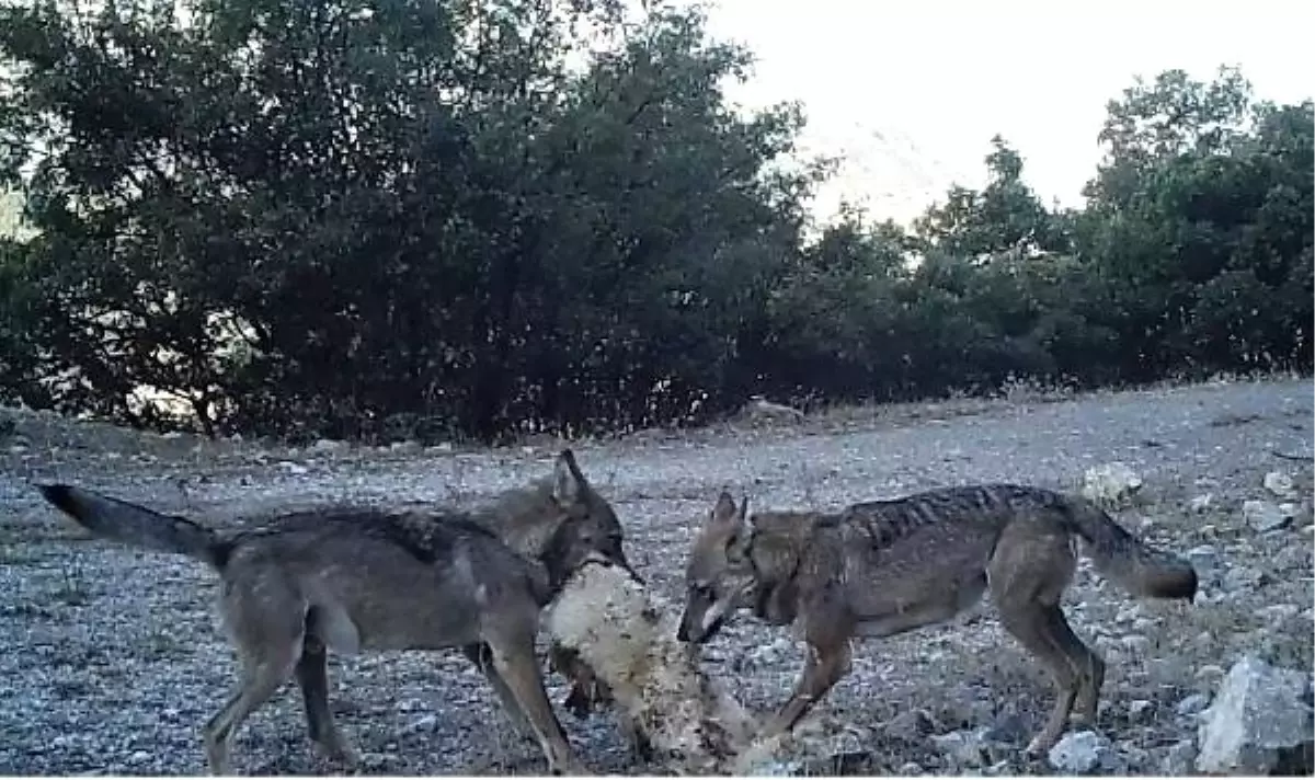 Erzincan\'da Ur Kekliğinin Varlığı Fotokapanla Kanıtlandı