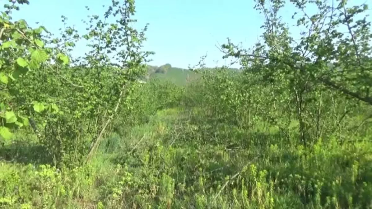 Fındık Üreticileri Yeni Sezona Hazırlanıyor - Düzce