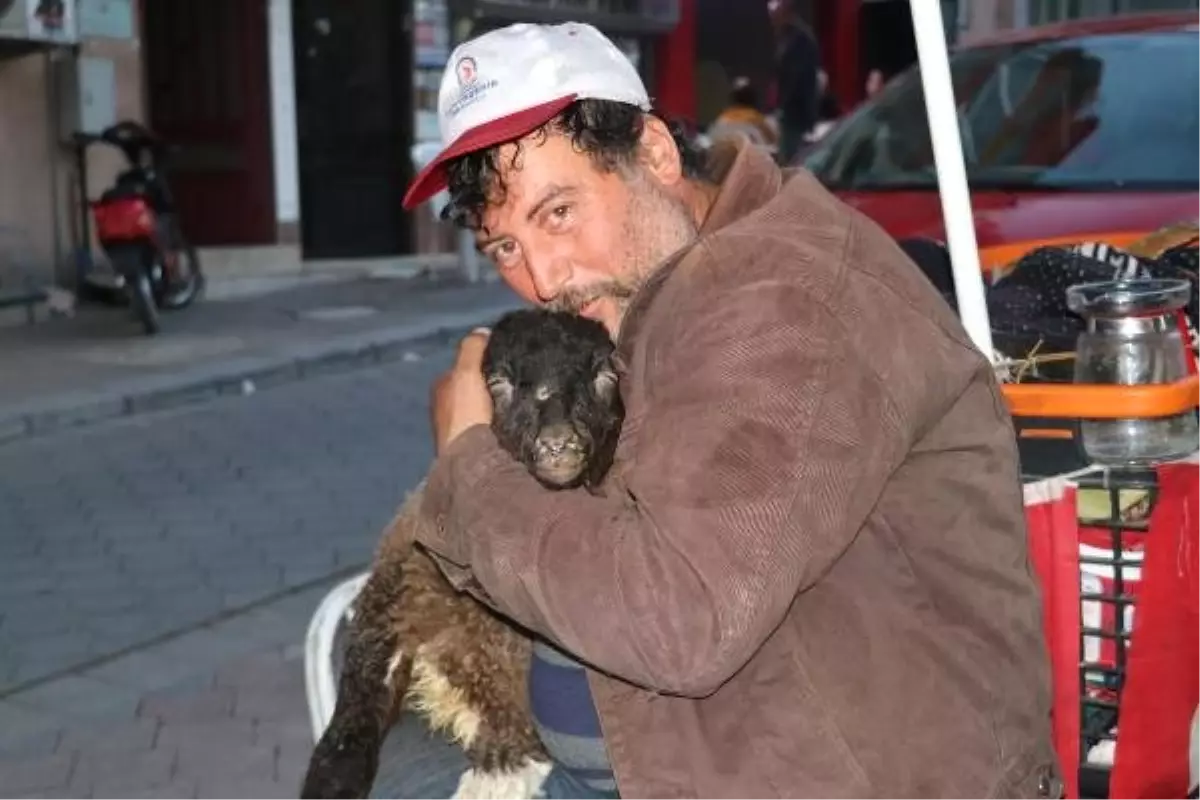 İpi Boğazını Sıkıyor, Diye Sahibinden Satın Aldığı Kuzuya Bakıyor