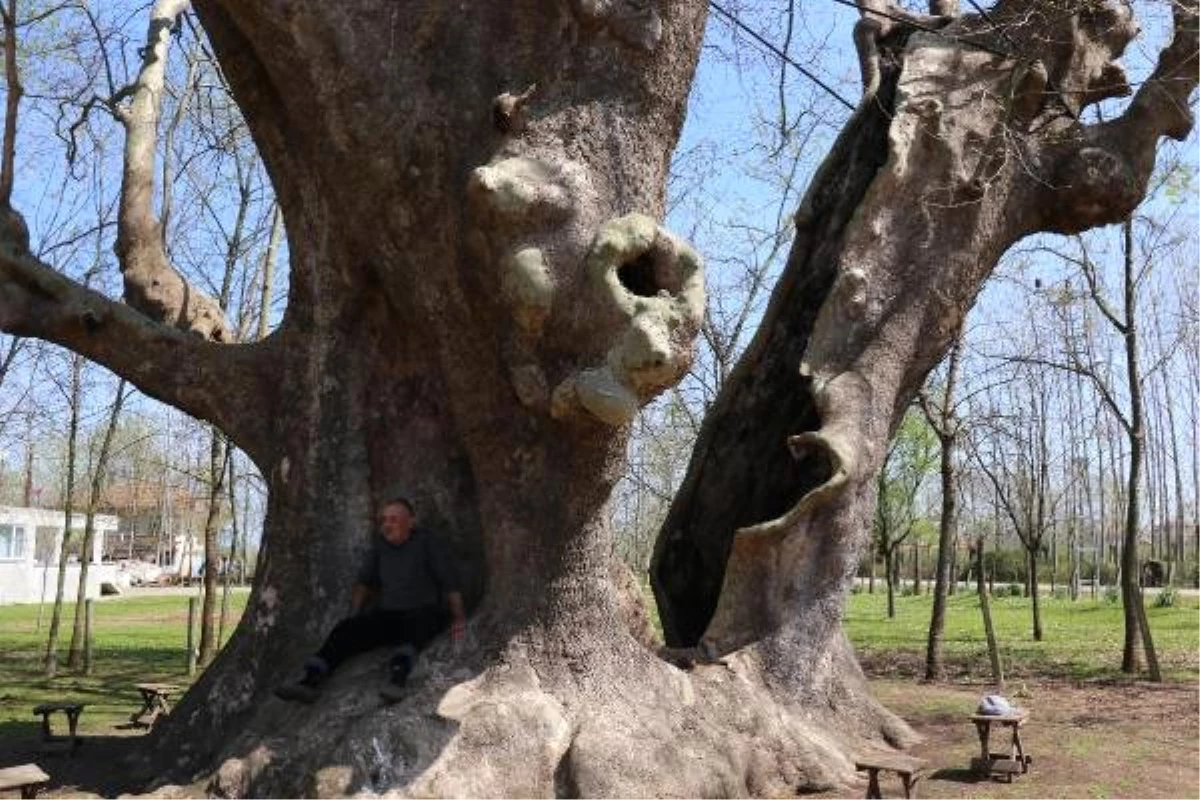 1200 Yıllık Çınar \'Anıt Ağaç\' Olarak Tescillendi