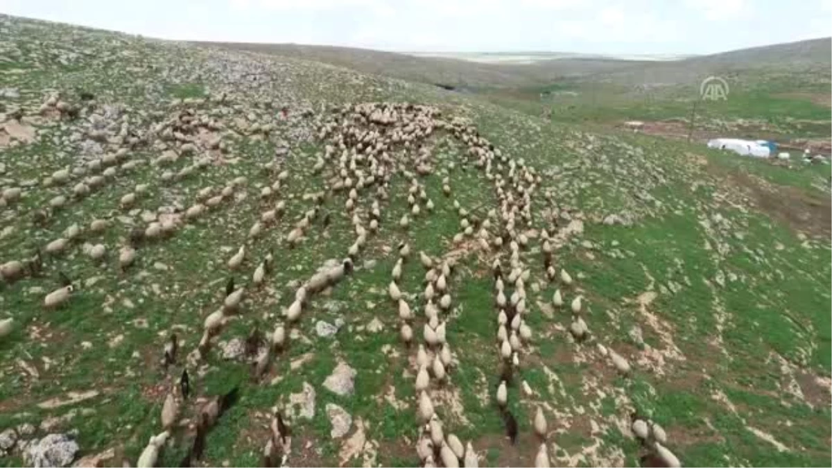 5 Bin Lira Aylığa Çoban Bulamıyorlar - Şanlıurfa