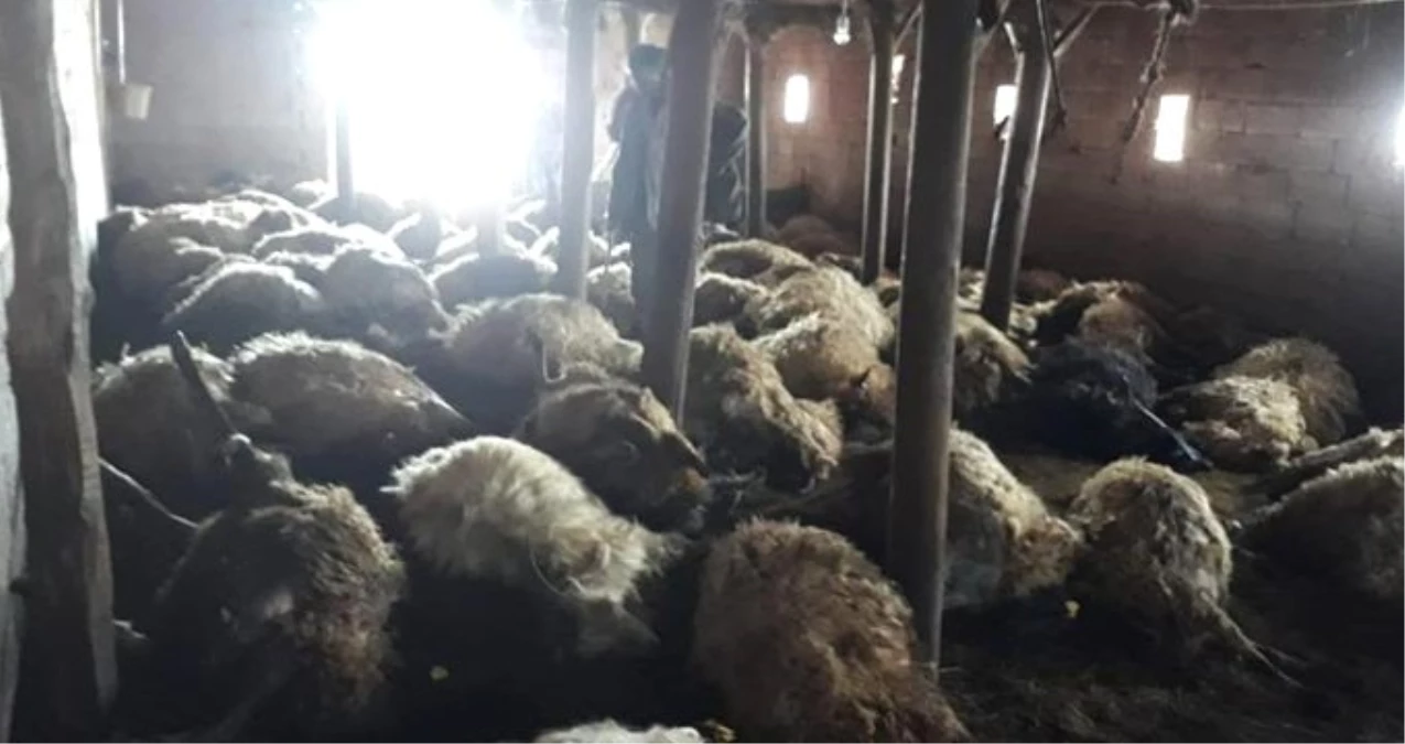Aç Kalan Kurtlar Girdikleri Ahırdaki 110 Koyunu Telef Etti! Ahıra Gelen Köylü Neye Uğradığını Şaşırdı