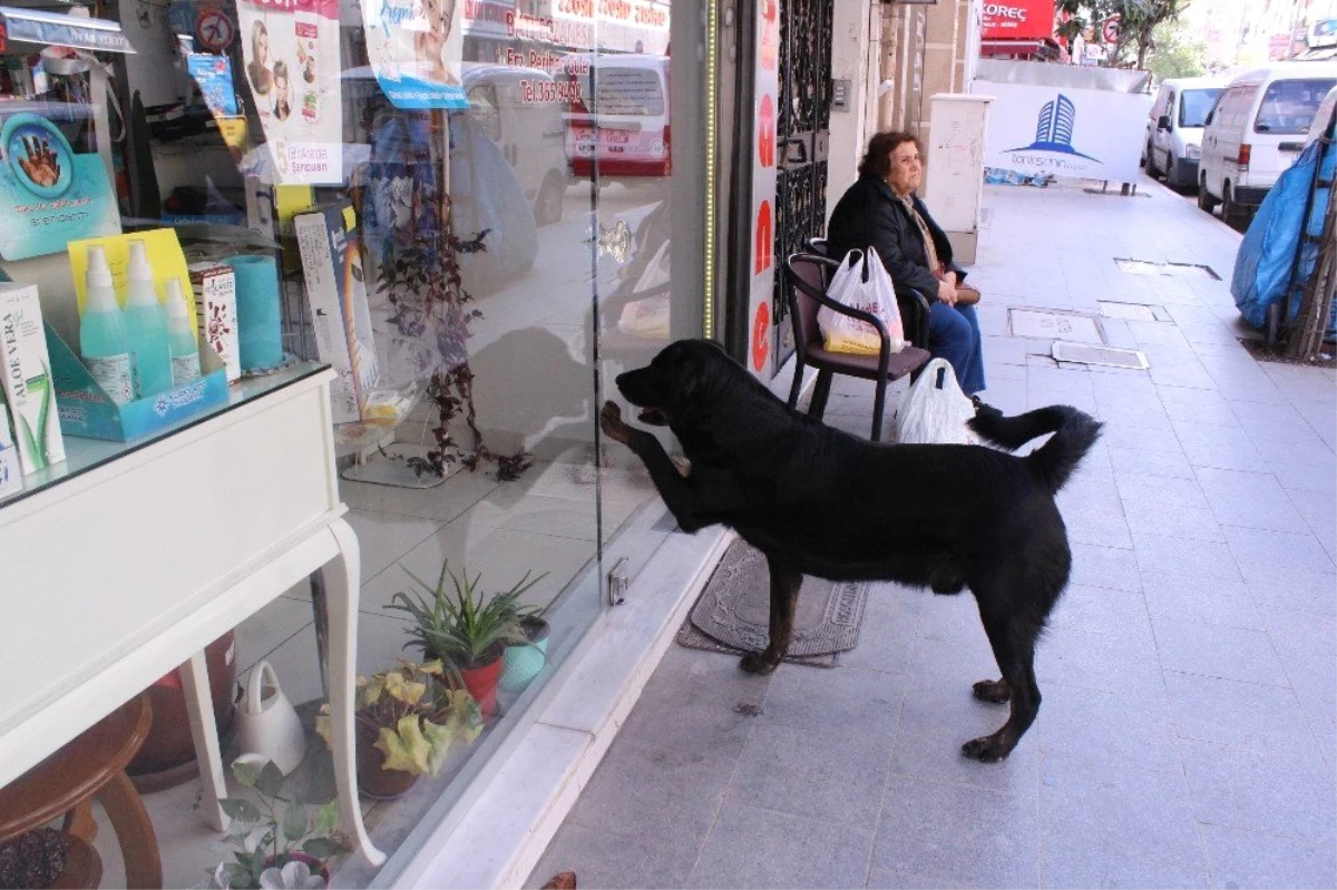 Akıllı Köpek Kara Her Gün Aynı Saatte Kapıyı Tıklayıp Kendini Sevdiriyor