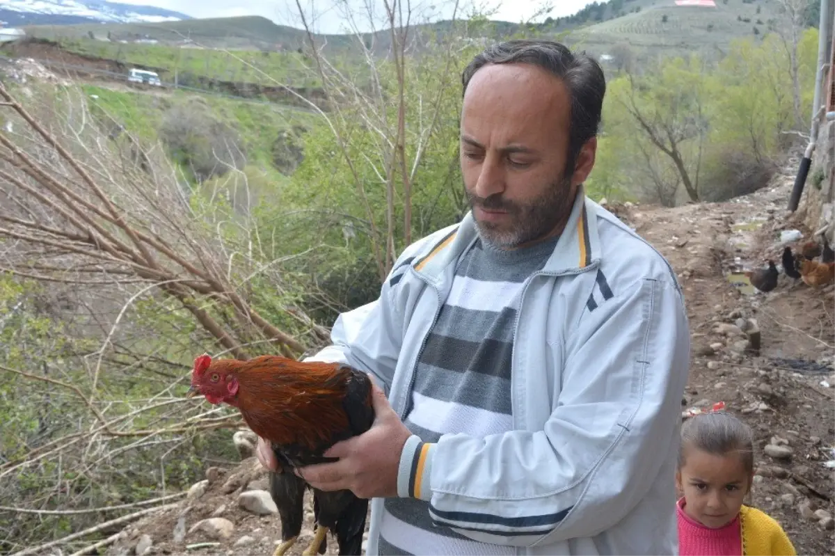 Bu Horoz Korkunca "Anne" Diye Ötüyor