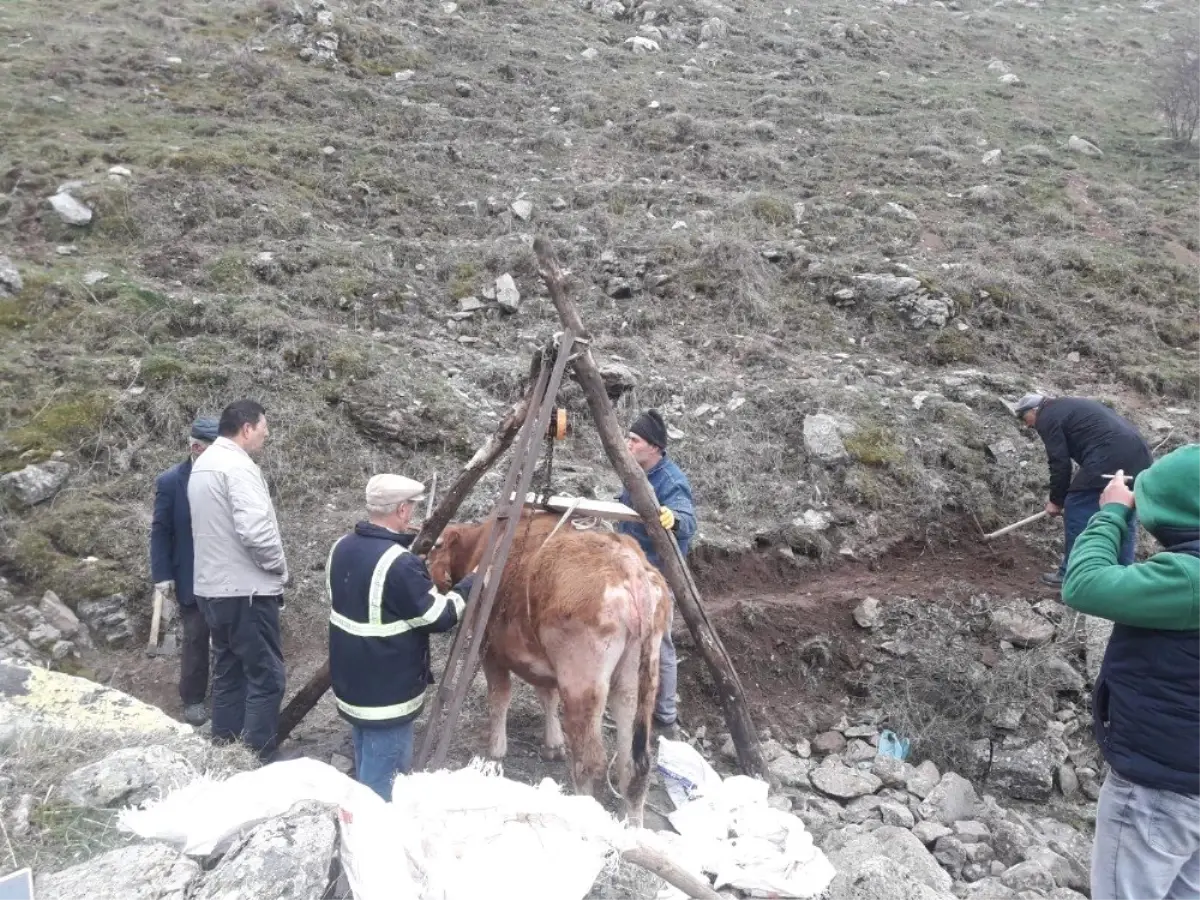 Çankırı 3 Gündür Kurtarılması Beklenen Gebe İnek Telef Oldu