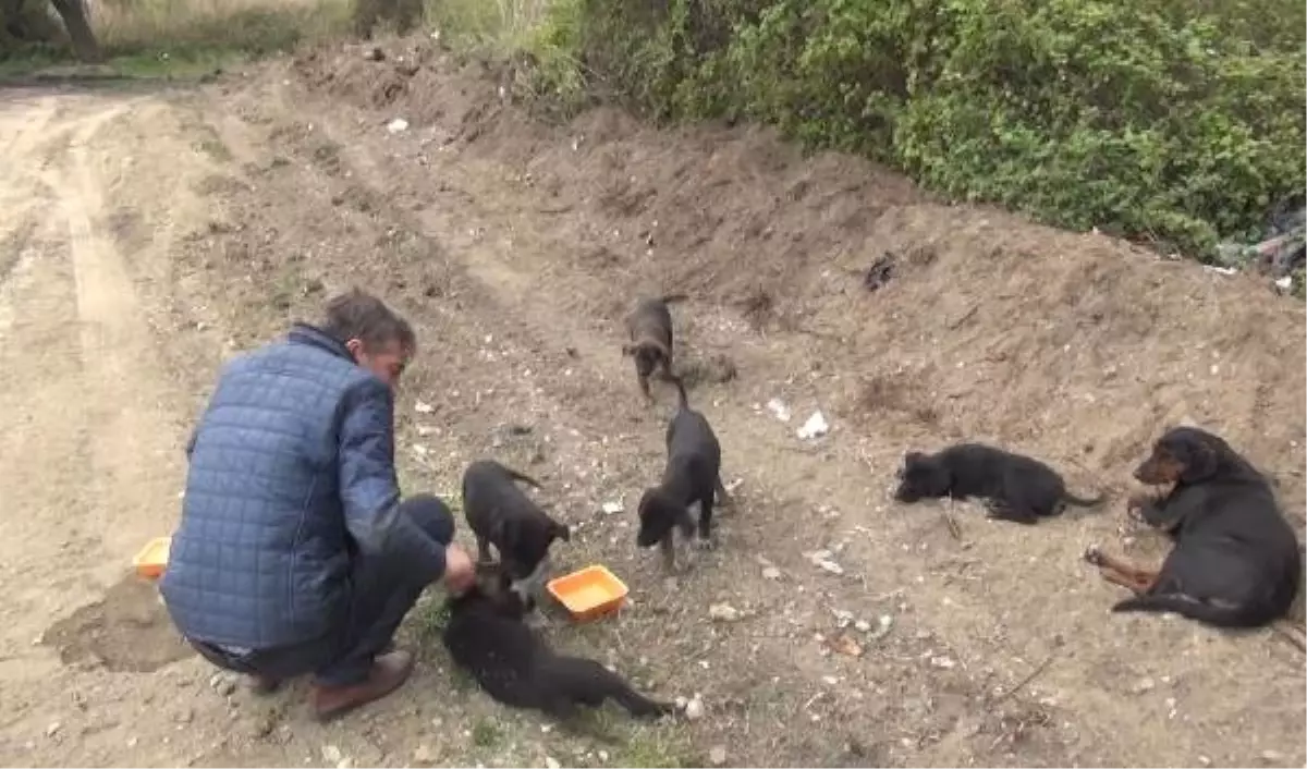 Köpeğe ve Yavrularına Sahip Çıktı