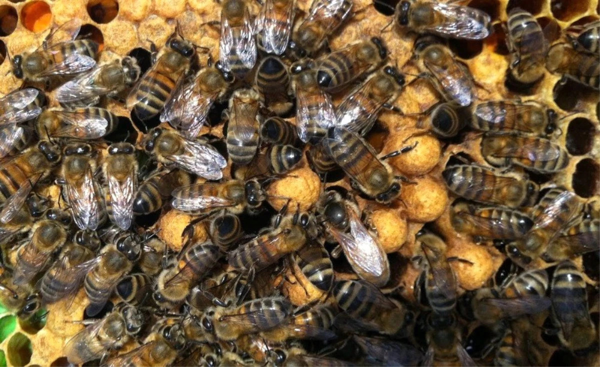 Ulaştırma Bakanlığı\'ndan Arılara Geçiş Üstünlüğü Getirildi