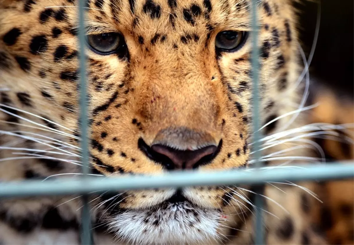 Ulusal Parkta Leopar Dehşeti: 1 Ölü