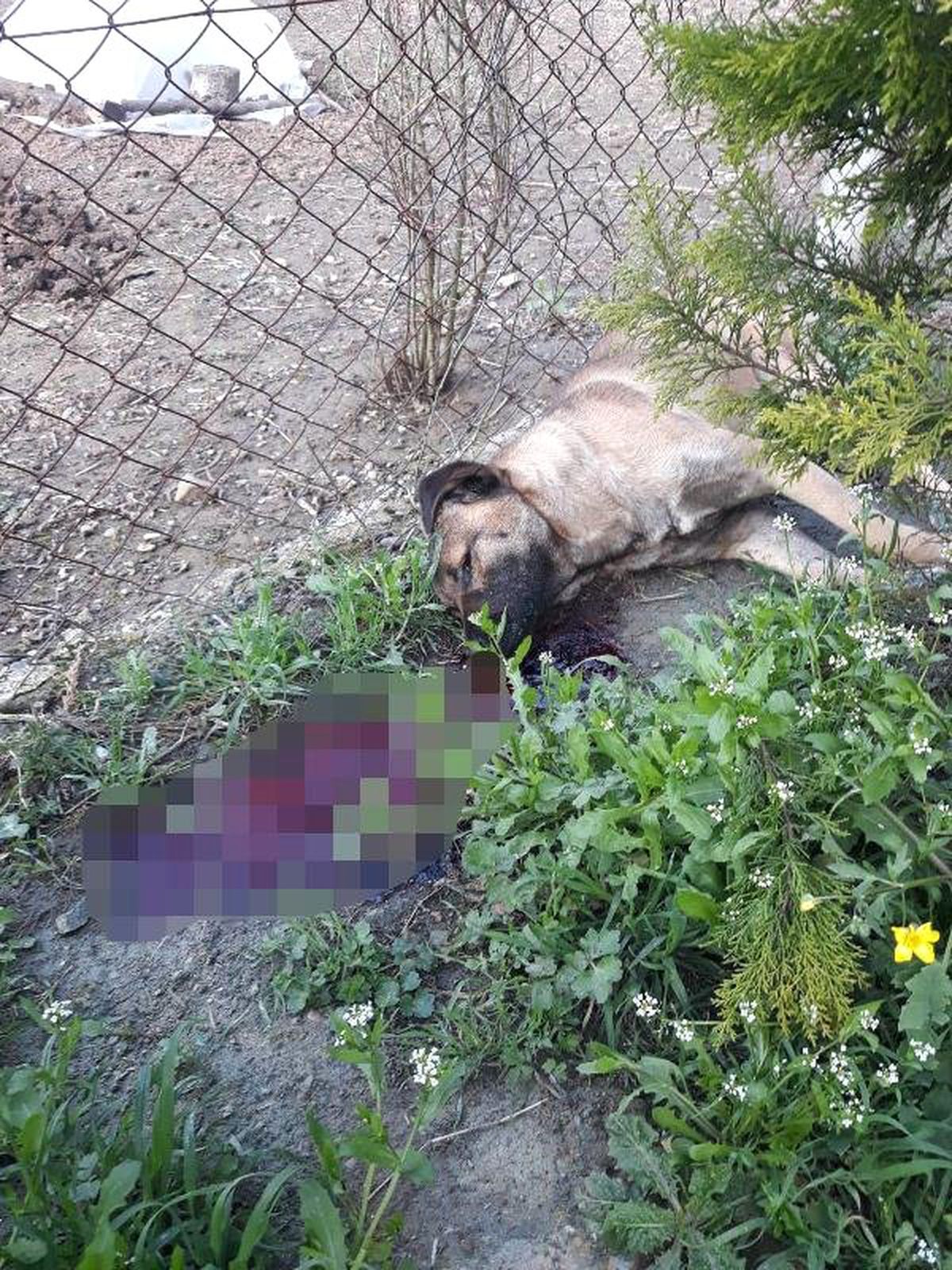 2 Köpeği, Tüfekle Vurularak Öldürüldü