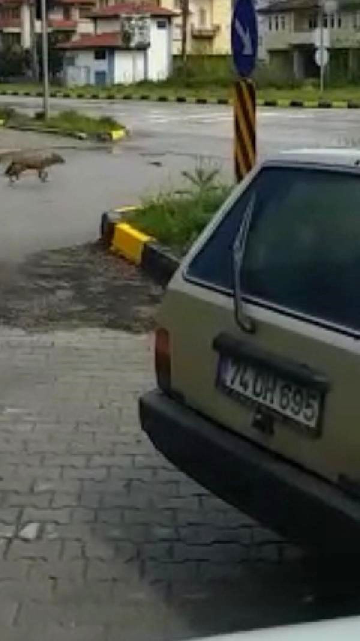 Aç Kalan Çakal Mahalleye İndi
