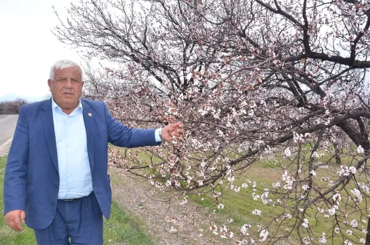 Elbistan\'da Çiçek Açan Kayısı Ağaçları Çiftçiyi Umutlandırdı