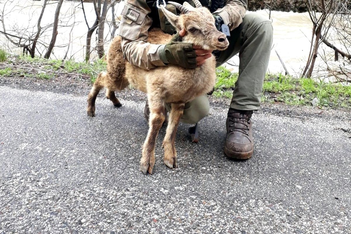 Mehmetçik\'in Bulduğu Yaralı Yaban Keçisi Tedaviye Alındı