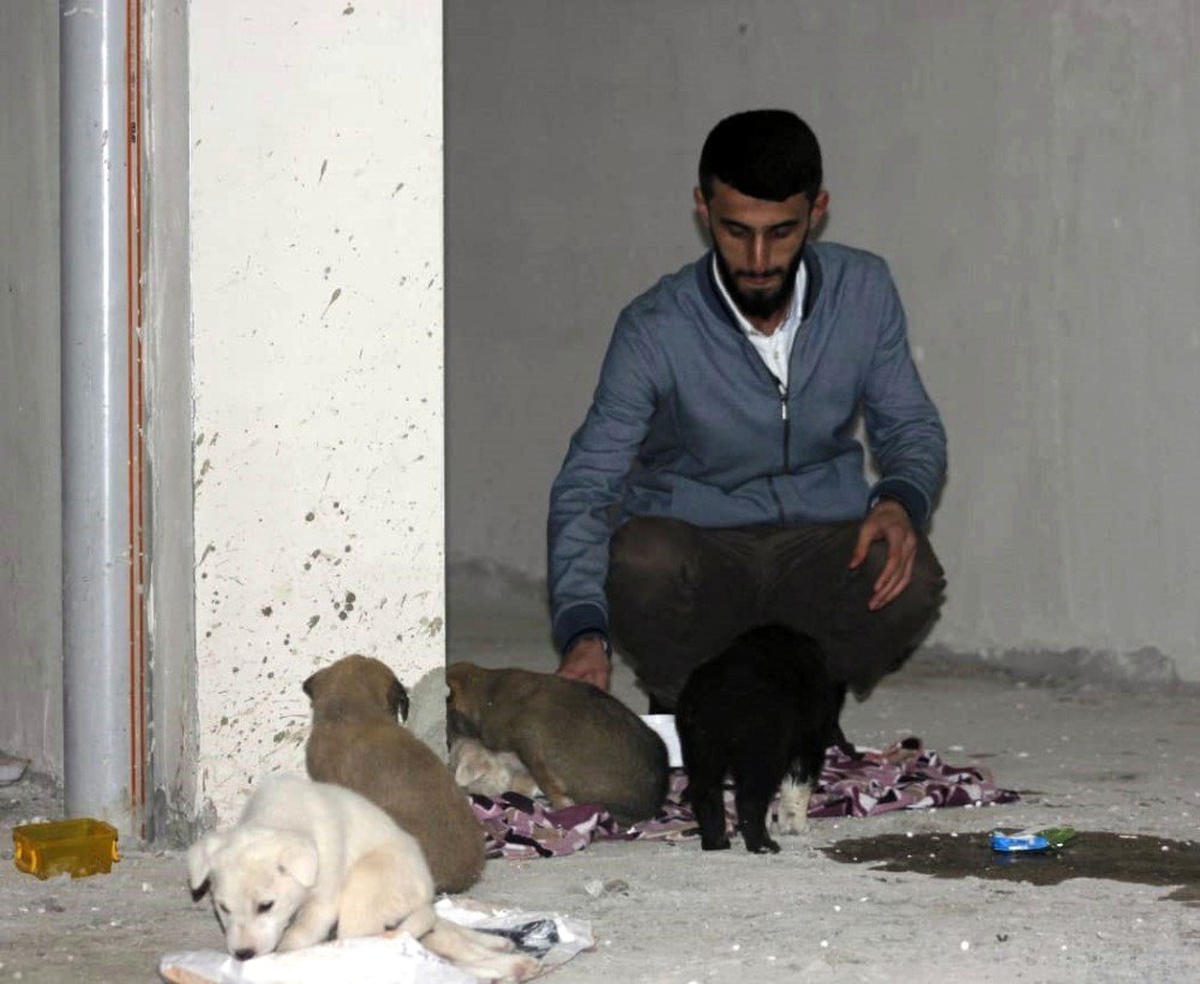 Siirt\'te 7 Yavru Köpeği Ölüme Terk Ettiler