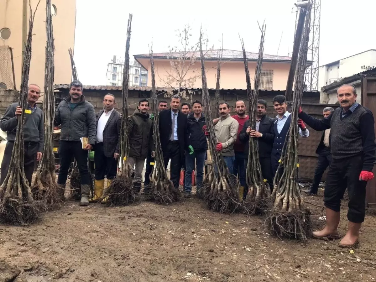 Yüksekovalı Çiftçiye 10 Bin Fidan Dağıtıldı