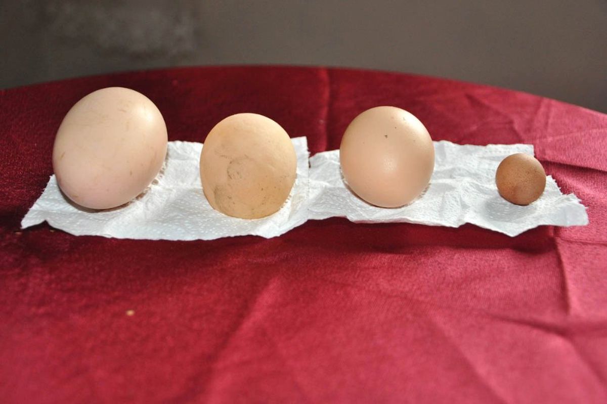 2,85 Gramlık Yumurta Şaşırttı