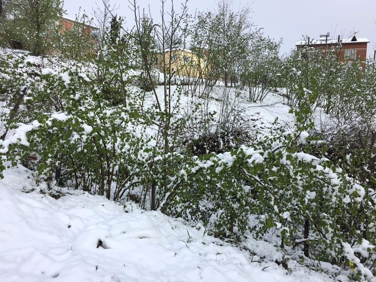 Karadeniz\'e Yağan Kar Fındık Üreticisini Korkuttu