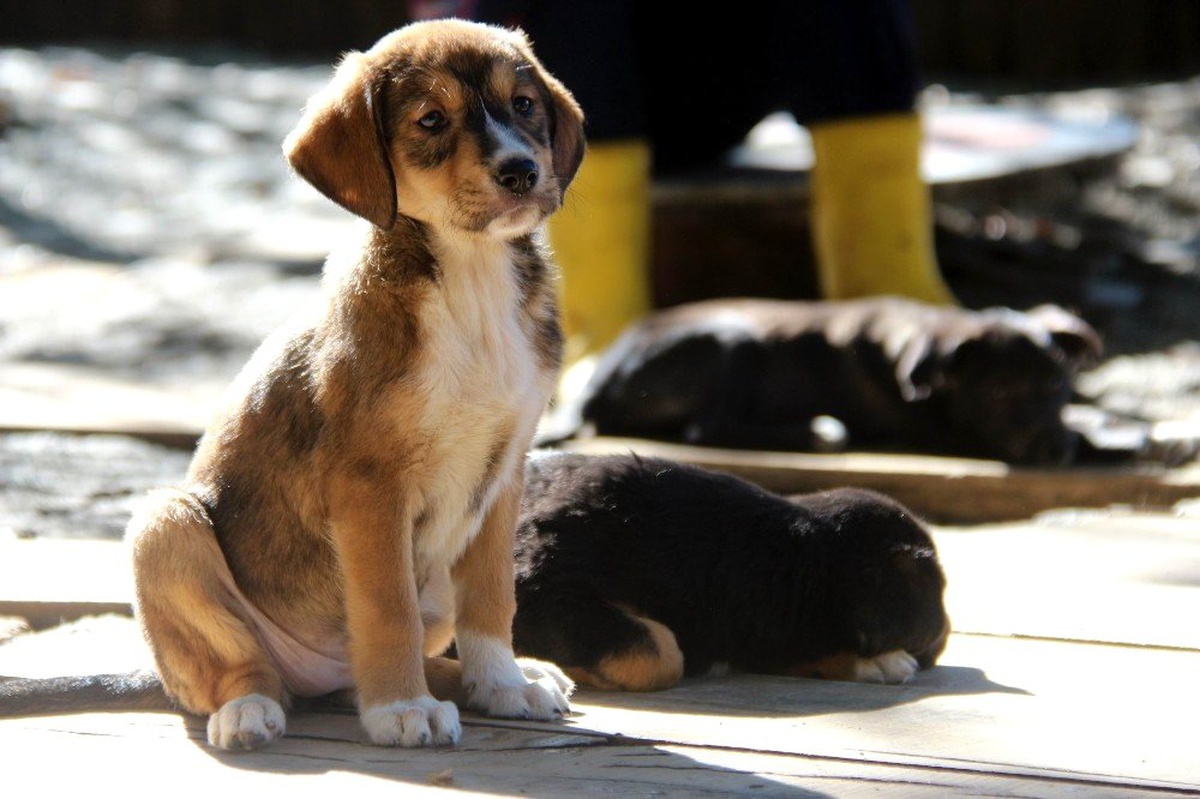 10 Bine Yakın Kedi-köpek Koruma Altına Alındı