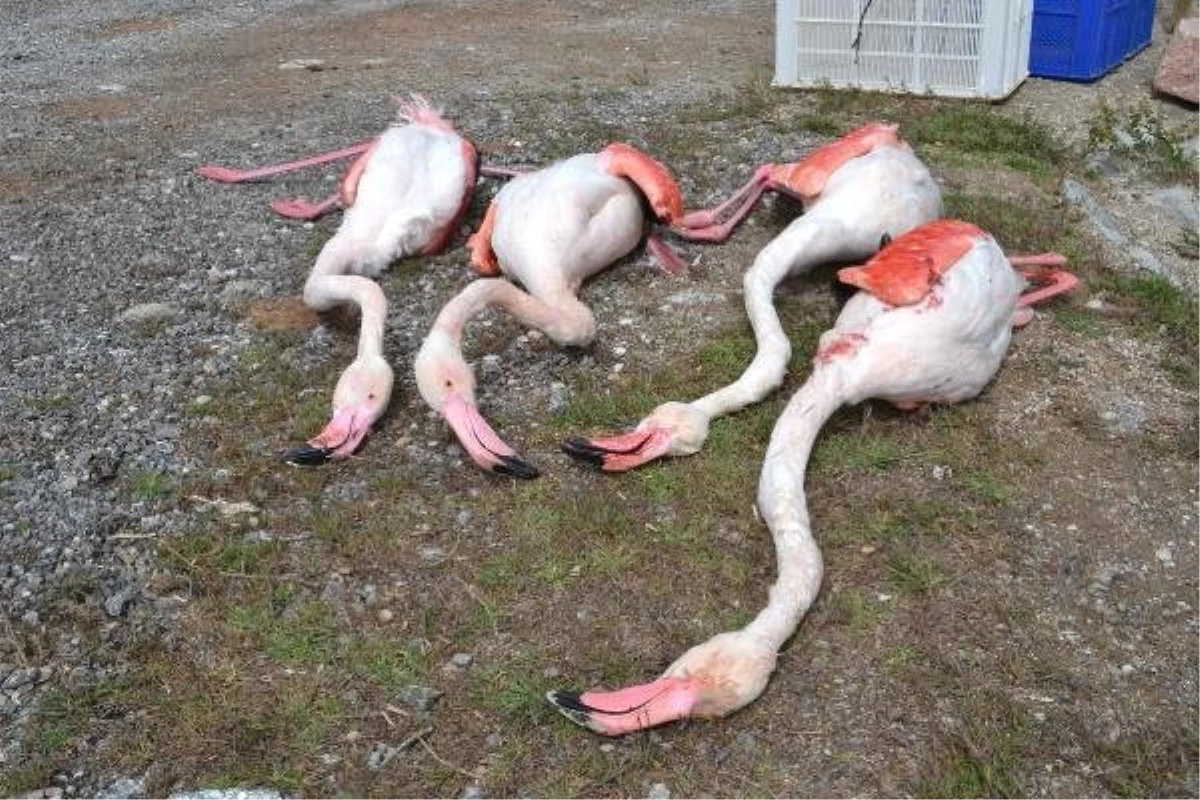 Aksaray\'da 4 Flamingo Öldürüldü