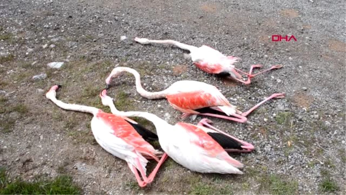 Aksaray\'da Flamingo Katliamı