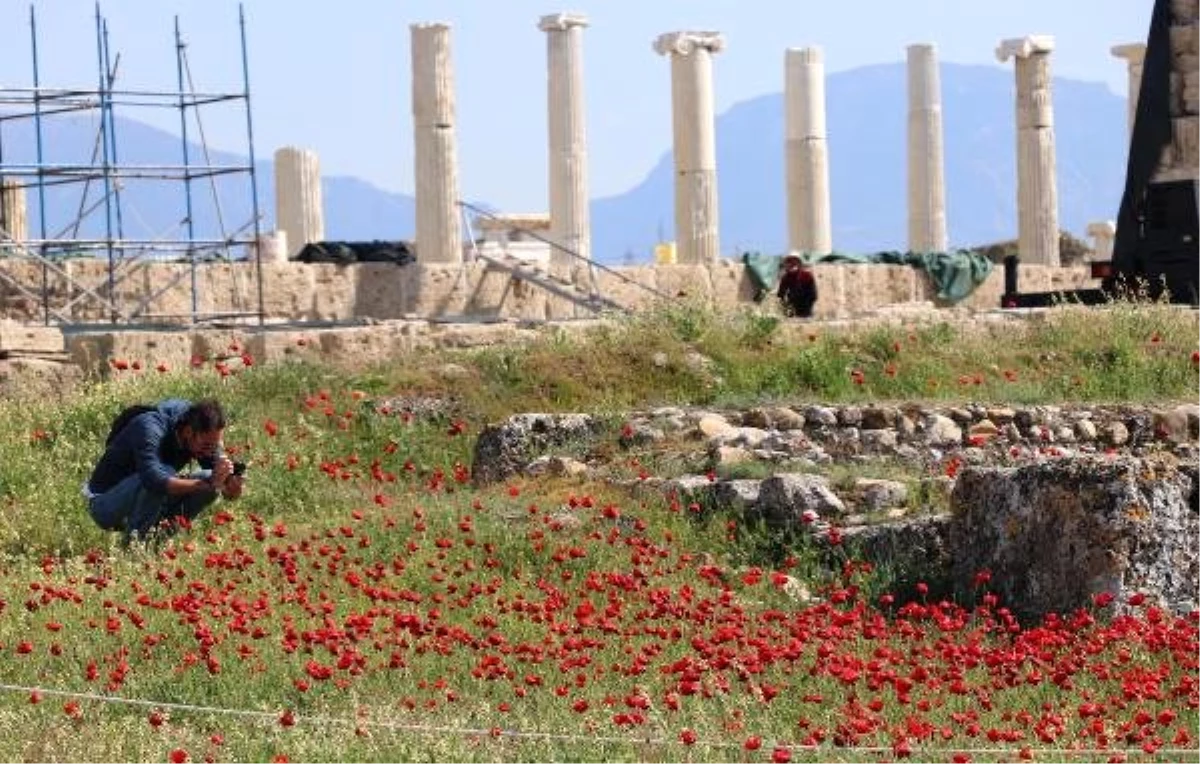 Antik Kent Laodikya, Kır Çiçekleriyle Rengarenk