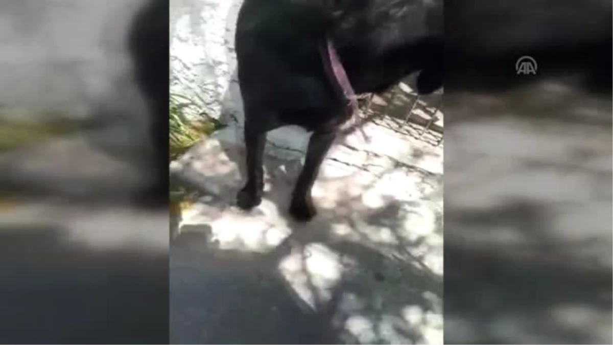 Bahçe Kapısına Sıkışan Köpek Kurtarıldı