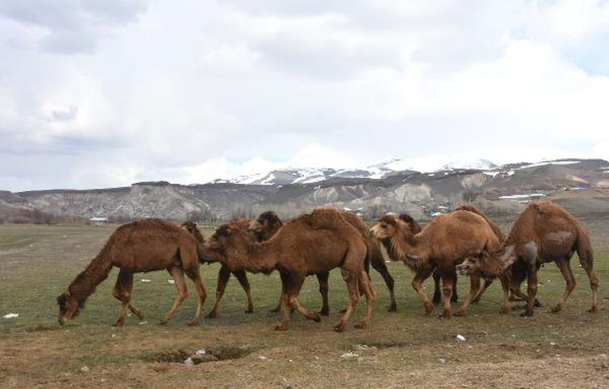 Başkale\'de Develer, Güreşlere Hazırlanıyor