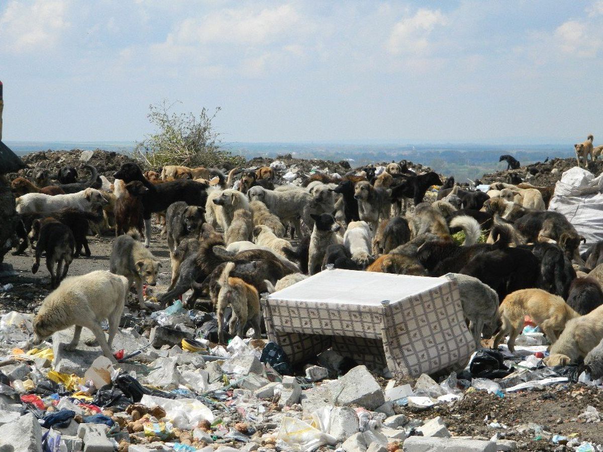Çöplükteki Onlarca Hayvanı Doyurdular