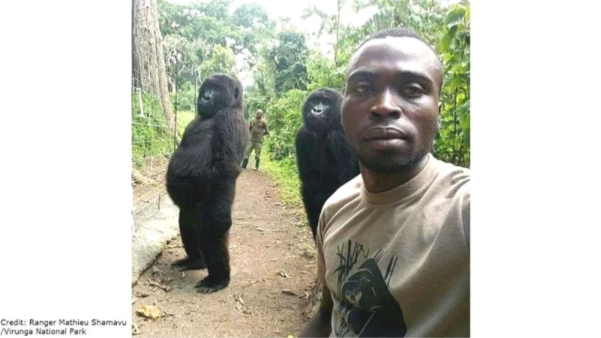 Goriller İki Ayak Üzerinde Durarak Bakıcılarıyla Selfie Çektirdi