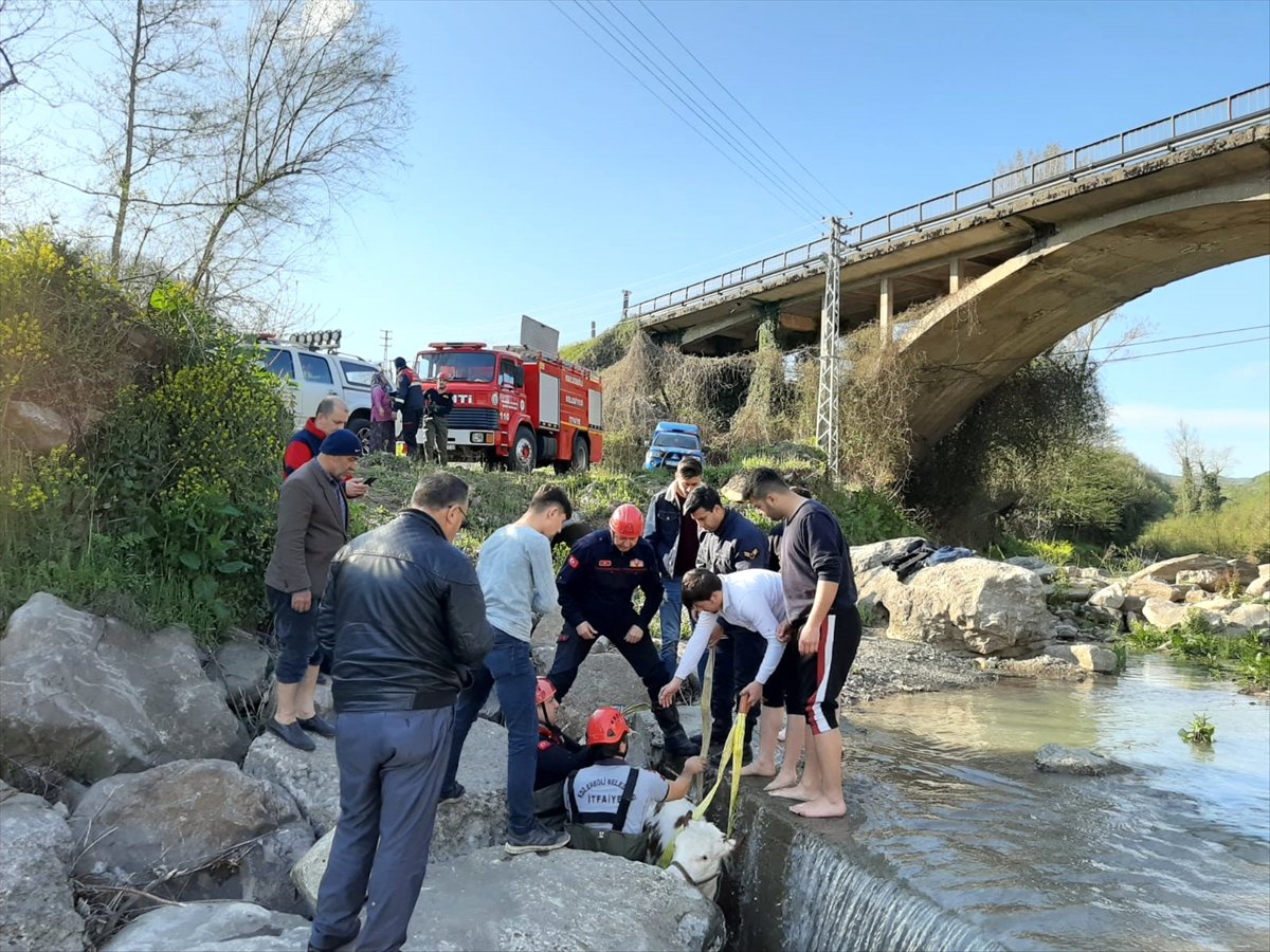 Kayalıklara Sıkışan Buzağı Kurtarıldı