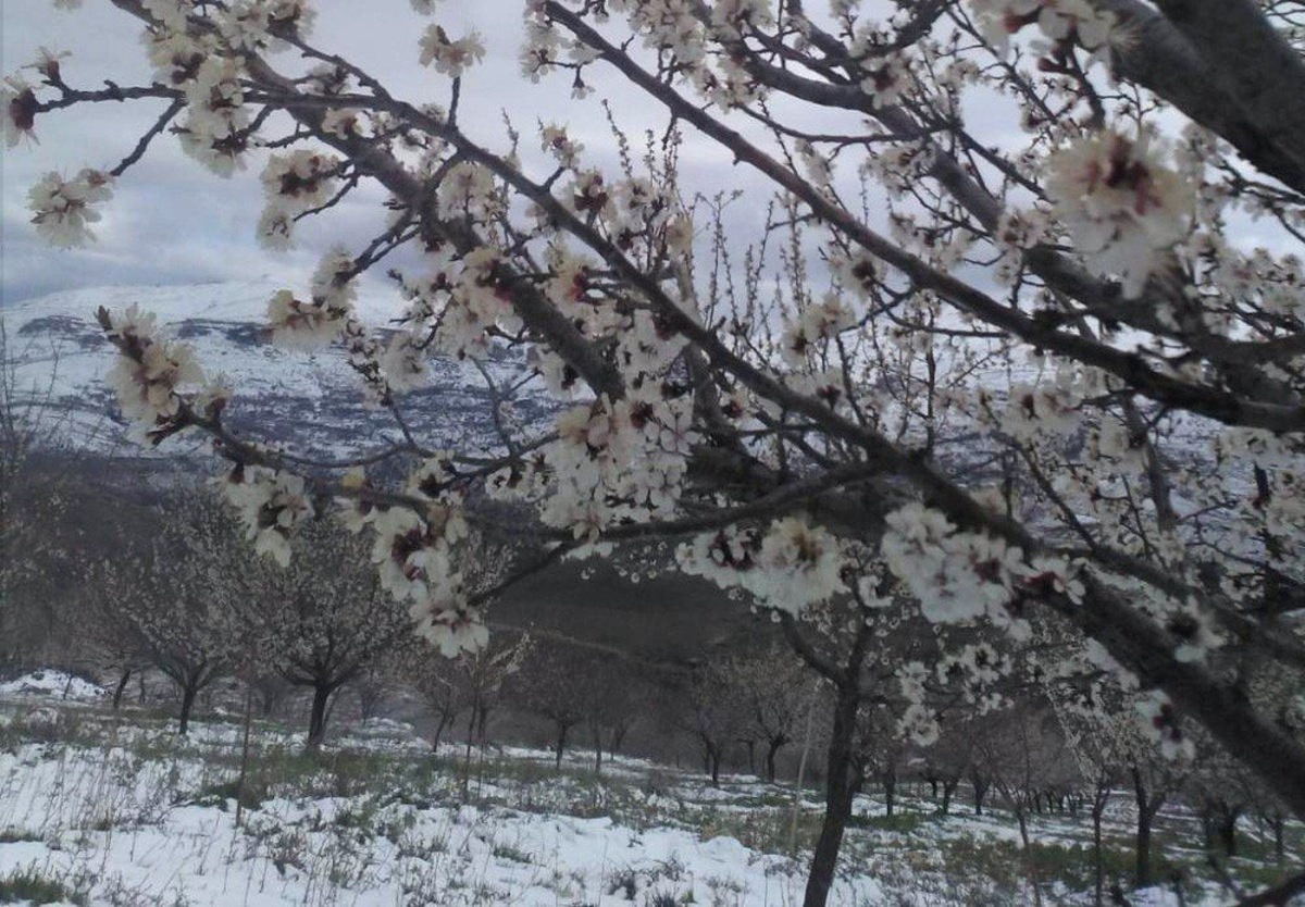 Malatya\'da Çiçek Açan Kayısı Ağaçlarını Kar Vurdu