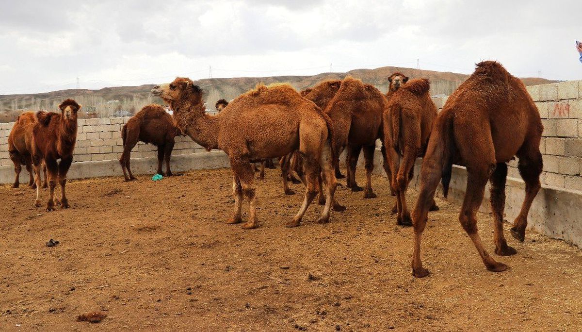 Şampiyon Develer Güreşe Hazırlanıyor