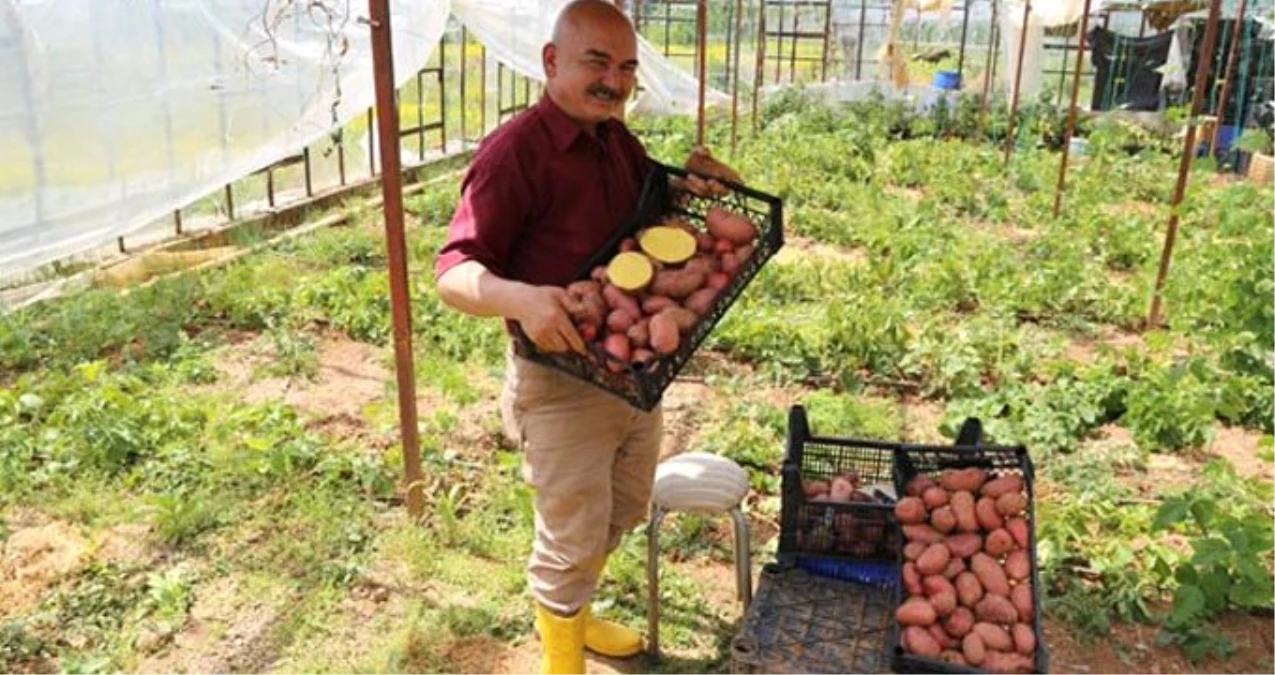 Şeker Hastası Annesi İçin Ürettiği Patates Gelir Kapısı Oldu! Kilosunu 20 TL\'ye Satıyor