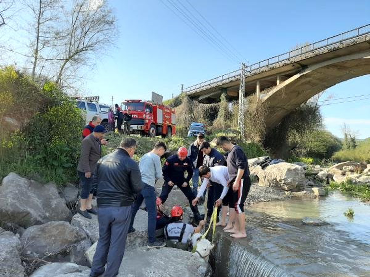 Dere Yatağına Düşen Buzağıyı İtfaiye Kurtardı