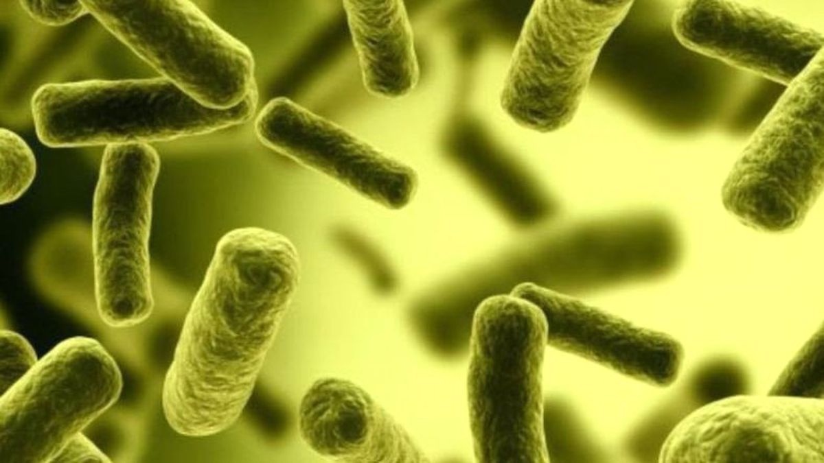 E. Coli Bakterisinin Süper Bakteri Versiyonu Bağırsaklarımızı Nasıl Ele Geçiriyor?