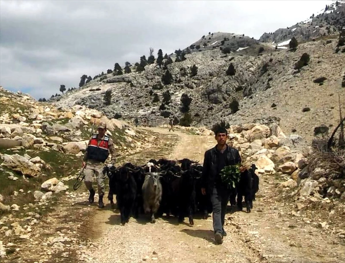Kahramanmaraş\'ta Ahırdan Kaçan Keçiler, Güvenlik Kameralarına Yakalandı