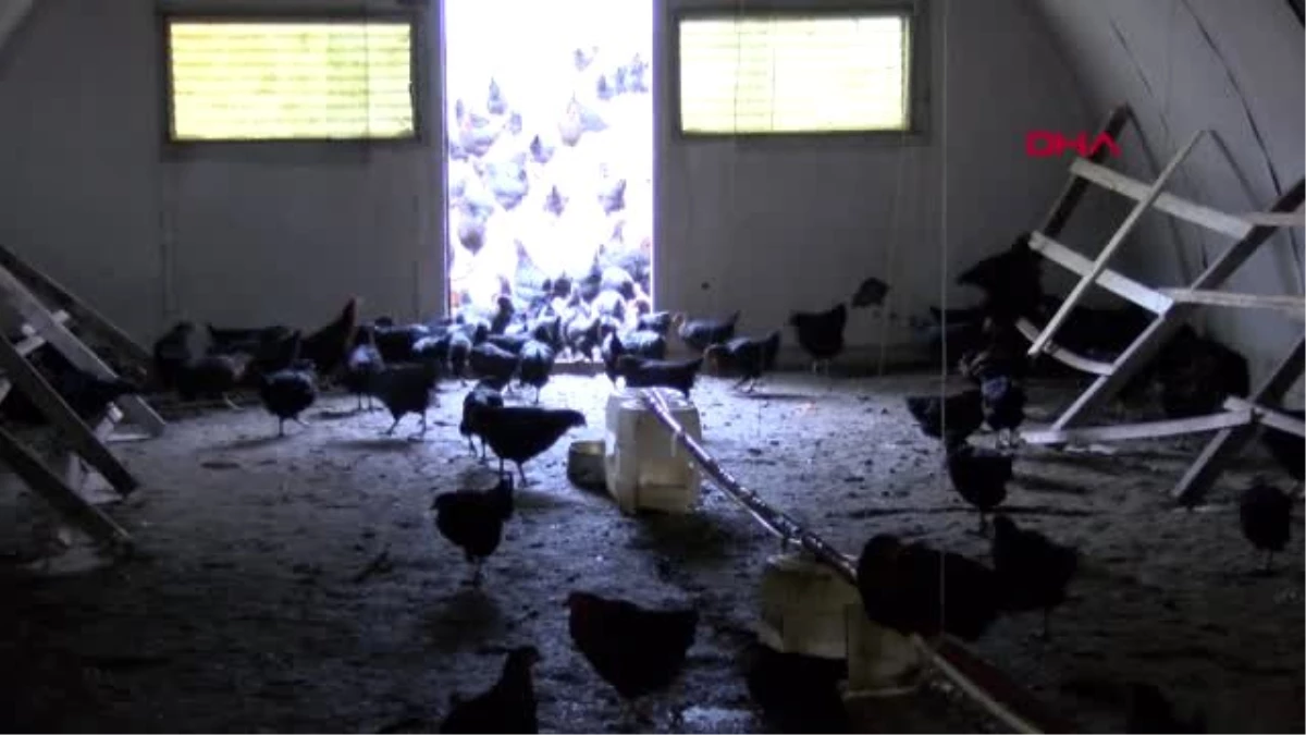 Kayseri Tarihi Köy Enstitüsündeki Okulda Her Öğrenciye Bir Tavuk