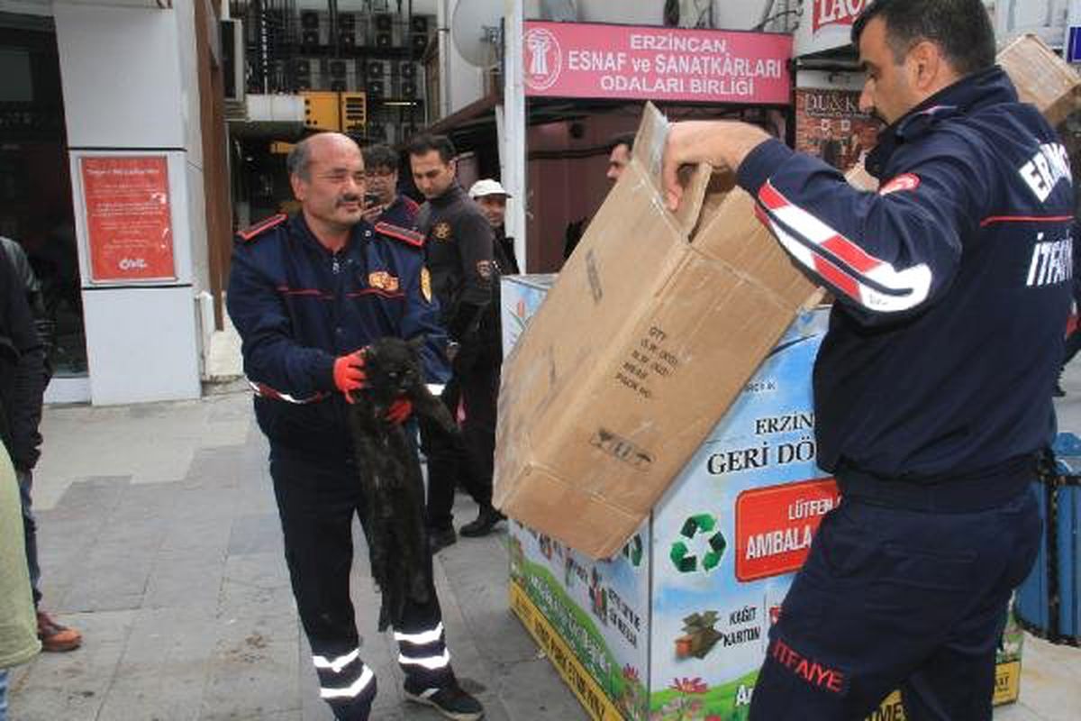 Yaralı Kediyi Kurtarma Telaşı