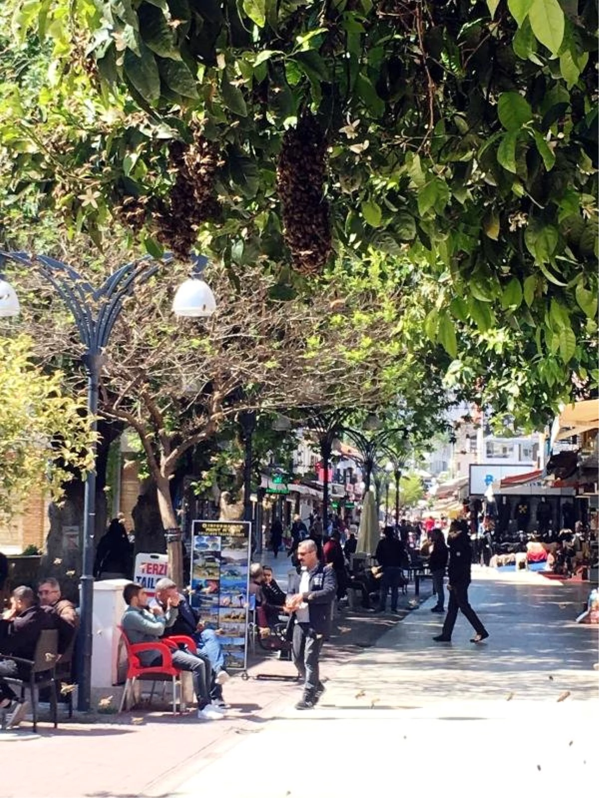 Cadde Üzerindeki Ağaca Oğul Veren Bal Arıları Tedirgin Etti