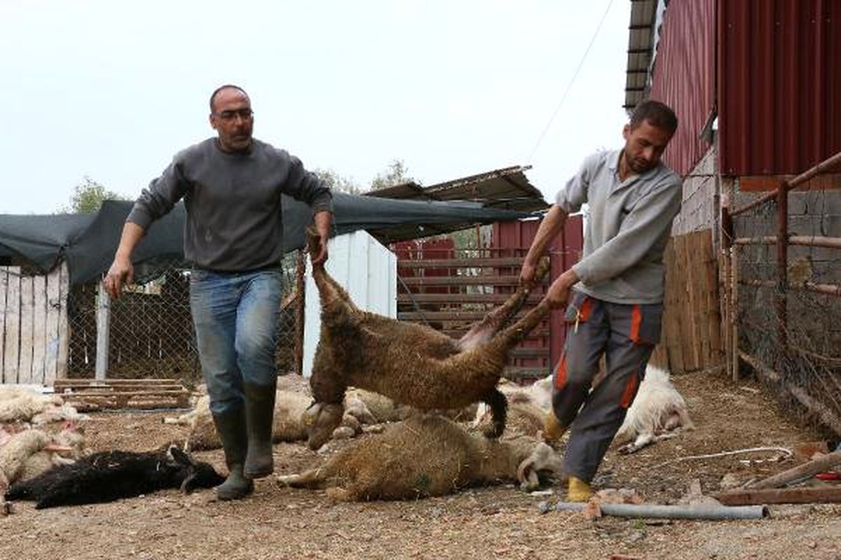 Ağıla Giren Köpekler, 42 Koyunu Telef Etti