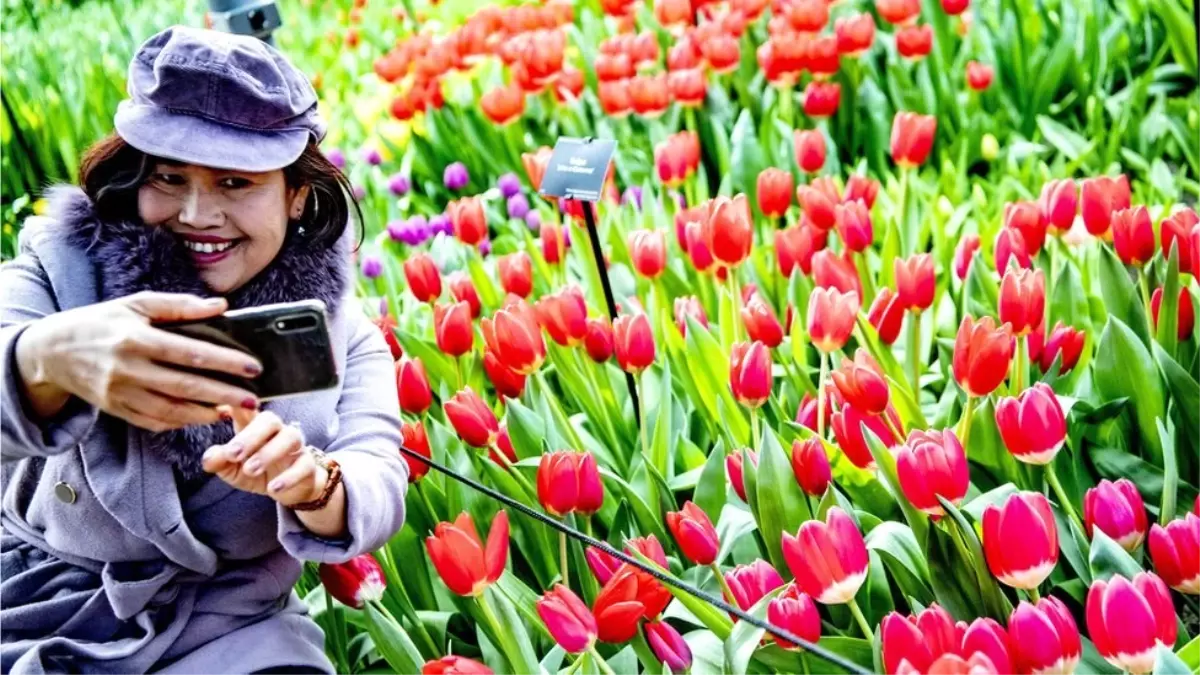 Hollanda\'da Selfie Çeken Turistlerin Ezmemesi İçin Lalelere Bariyerli Koruma