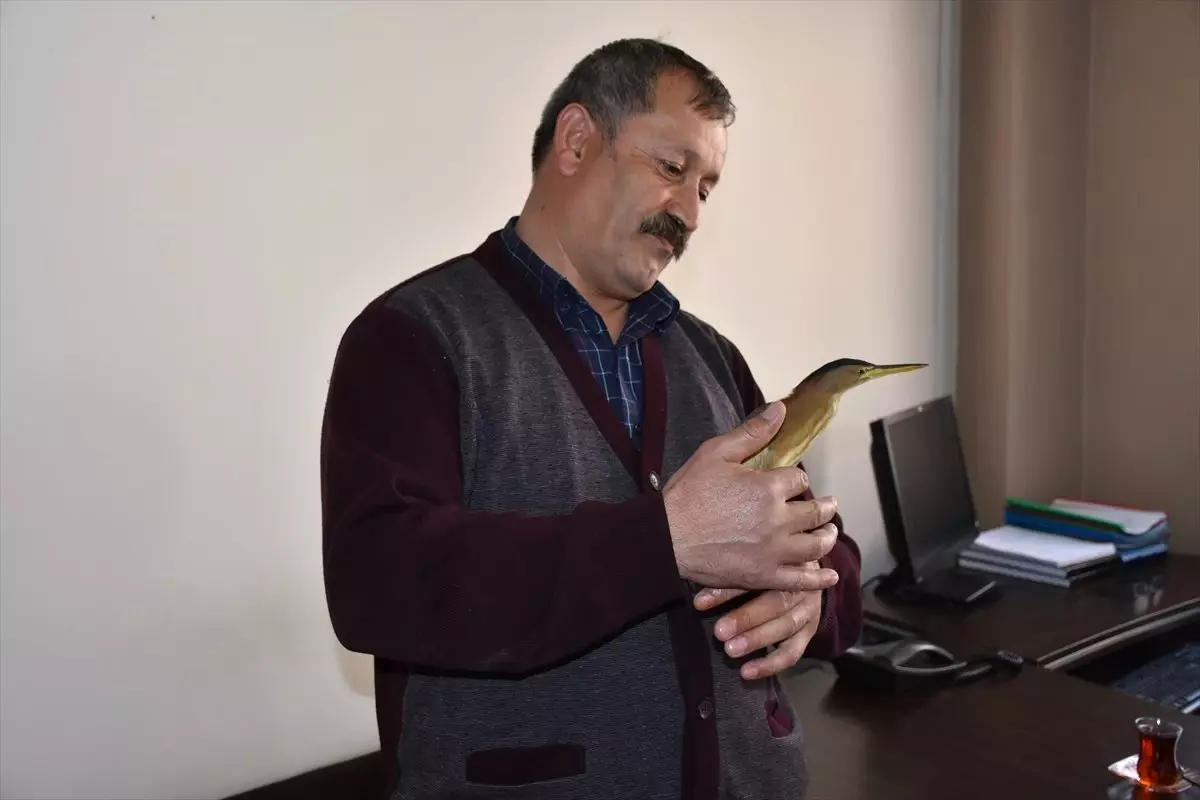 Jandarmanın Bulduğu Balaban Kuşu Tedavi Edilecek