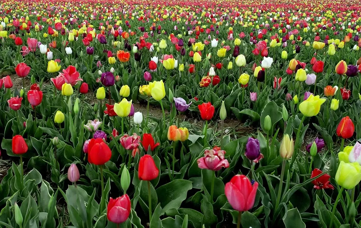 Lale Tarlasına Turist İlgisi