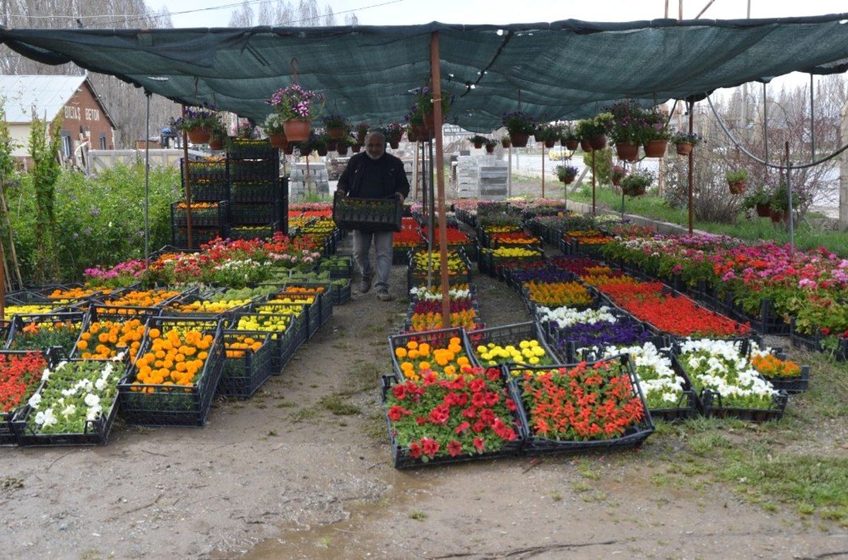 Muş\'ta Sera Çiçekleri Satışa Sunuldu