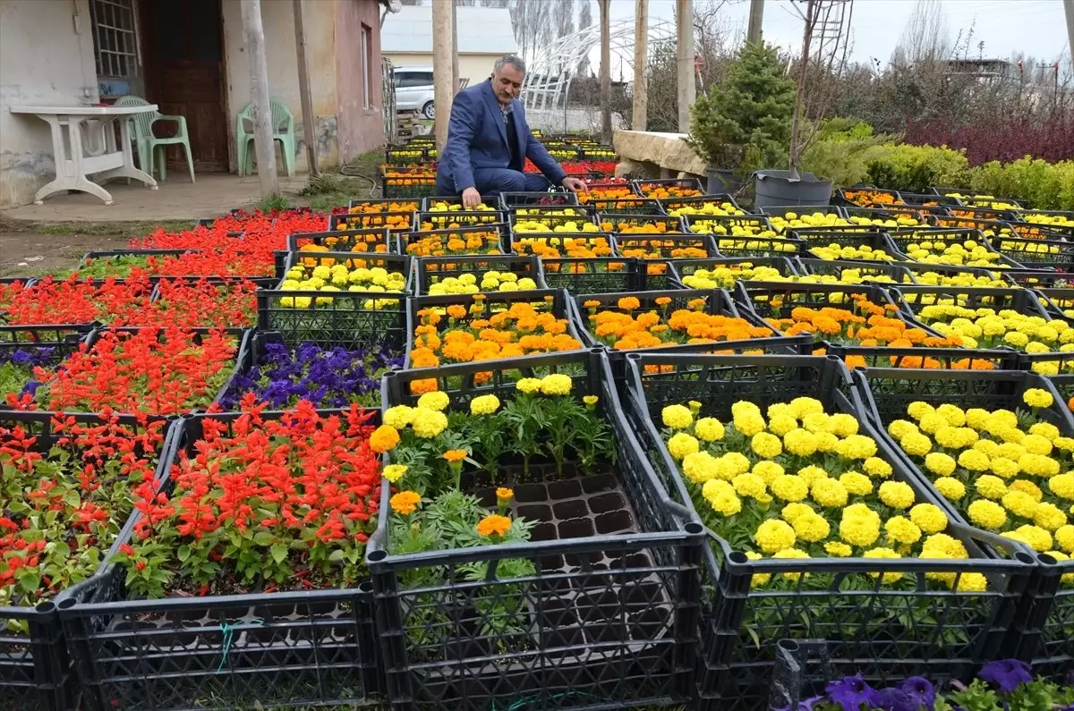 Muş\'ta Üretilen Süs Bitkileri Satışa Sunulmaya Başlandı