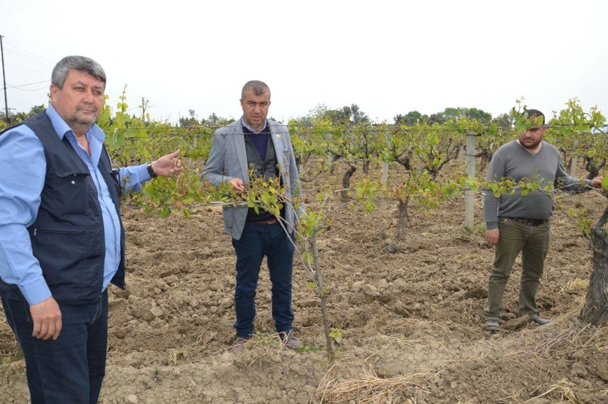 Saruhanlı\'da Don ve Dolu Bağlarda Zarara Neden Oldu