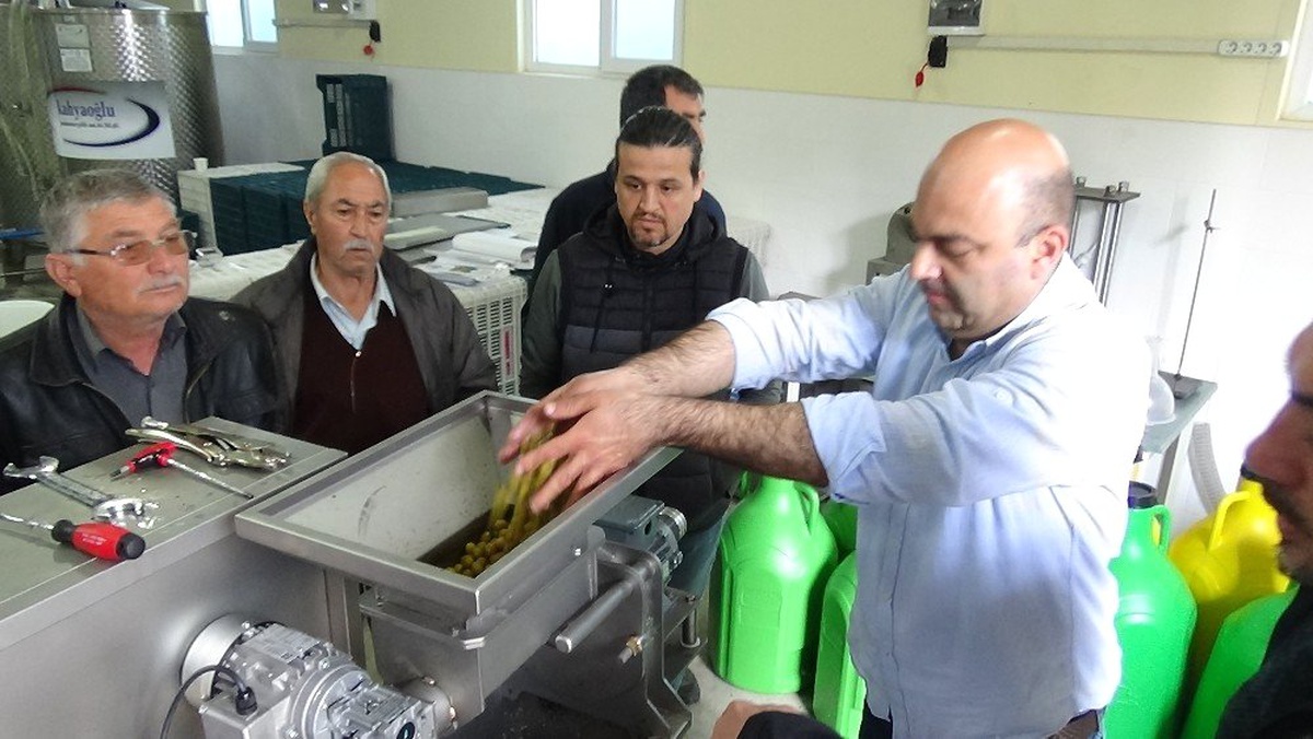 Ses Dalgaları ile Zeytin Yağı Üretecekler