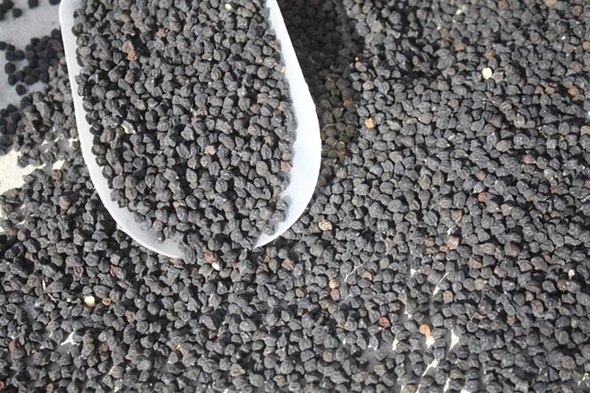 Yozgat\'ta Siyah Nohut Ekimi Yapıldı
