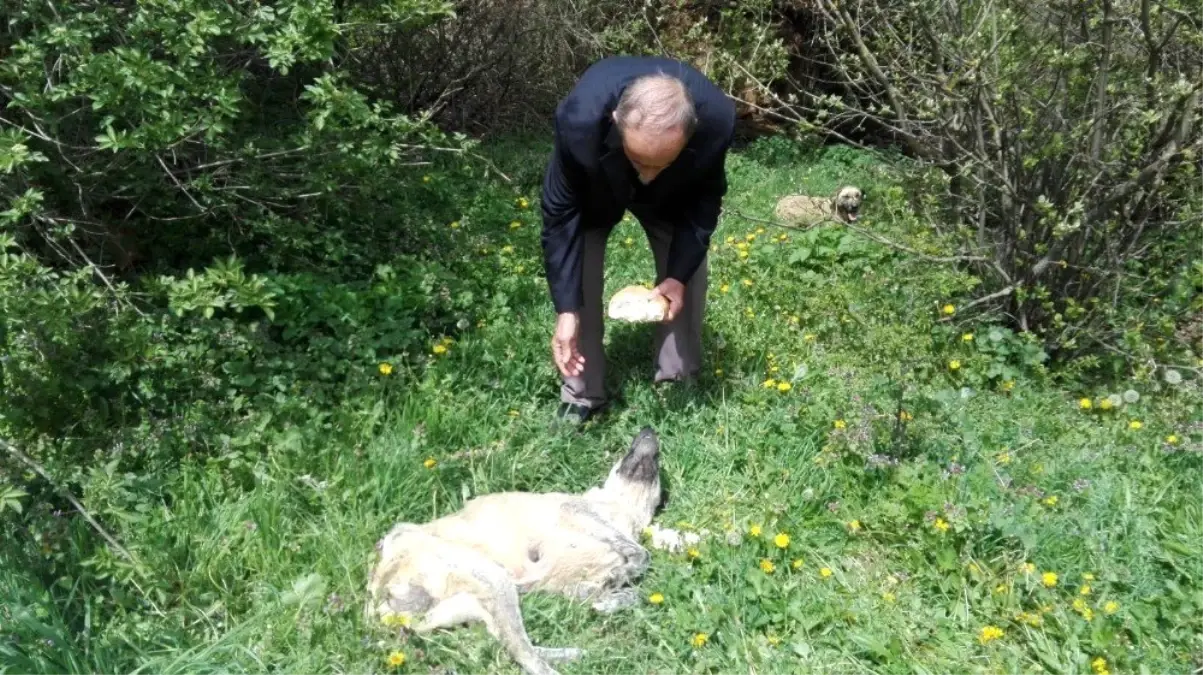 Açlıktan Ölmek Üzere Bulunan Köpeğe Köylüler Sahip Çıktı