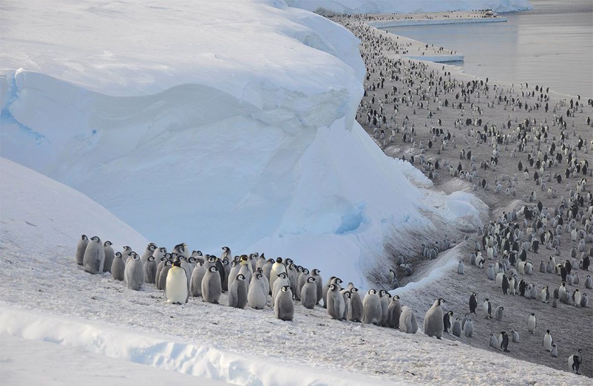 Antarktika\'da Buz Tabakası Parçalandı, Binlerce Yavru Penguen Boğuldu